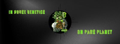 Platinum OG-D Feminized Seeds by In House Genetics - Image 4