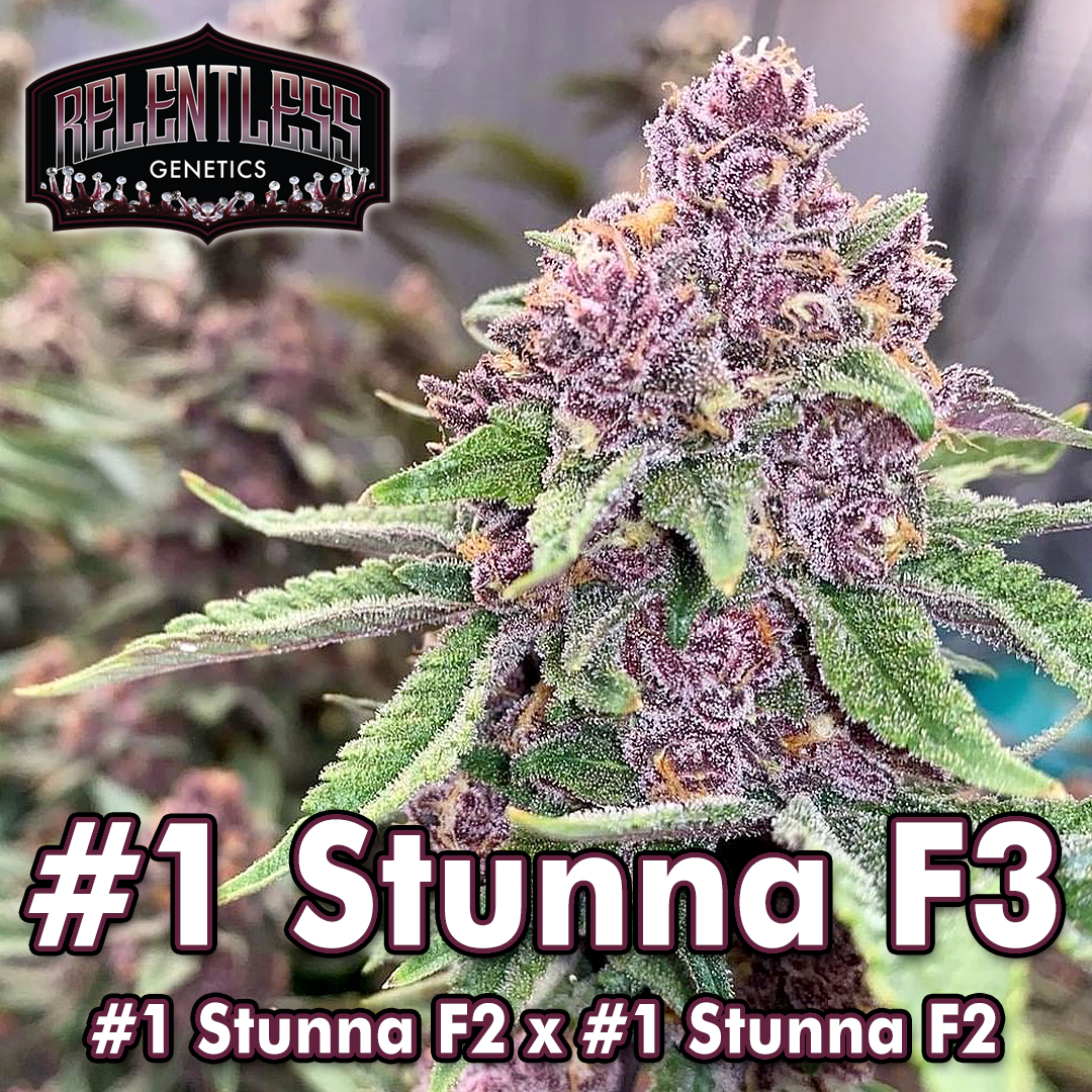 #1 Stunna F3 #1 Stunna F3 Regular Seeds by Relentless Genetics - Image 1