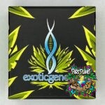 100K Exotic Genetix - Feminized Seeds