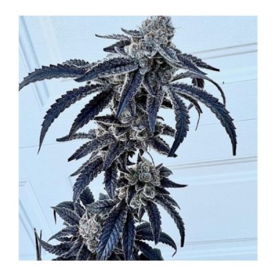 100K Exotic Genetix - Feminized Seeds - Image 3