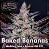 Baked Bananas Regular Seeds by Relentless Genetics