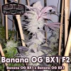 Banana OG Bx1 F2 Regular Seeds by Relentless Genetics