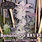 Banana OG Bx1 F2 Regular Seeds by Relentless Genetics