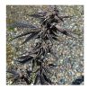 Blood Honey by Exotic Genetix - Feminized Seeds - Image 2