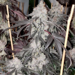 Cherry Cookie BX2 Regular Seeds by Relentless Genetics