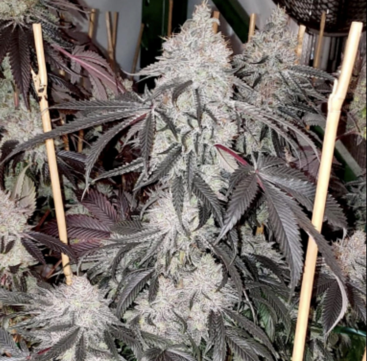 Cherry Cookie BX2 Cherry Cookie BX2 Regular Seeds by Relentless Genetics - Image 1
