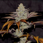 Cherry Cookie Breath Regular Seeds by Relentless Genetics