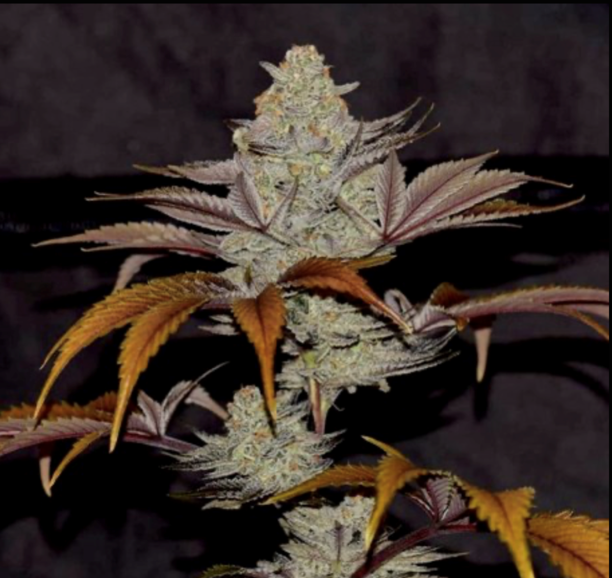 Cherry Cookie Breath Cherry Cookie Breath Regular Seeds by Relentless Genetics - Image 1