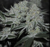 Cherry Cookies F2 Regular Seeds by Relentless Genetics