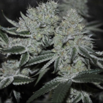 Cherry Cookies F2 Regular Seeds by Relentless Genetics