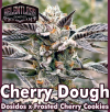Cherry Dough Feminized Seeds by Relentless Genetics
