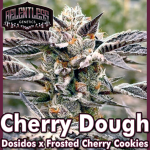 Cherry Dough Feminized Seeds by Relentless Genetics