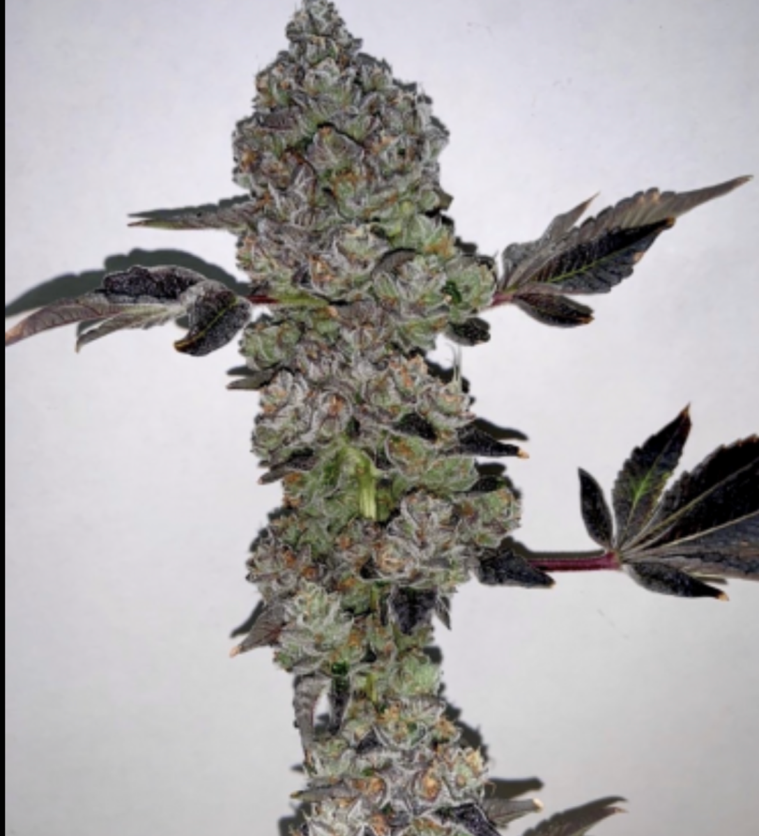 Cherry Rozay Cherry Rozay Regular Seeds by Relentless Genetics - Image 1