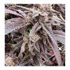 Cherry Bang Bang - Exotic Genetix - Feminized Seeds - Image 3