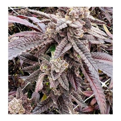 Cherry Bang Bang - Exotic Genetix - Feminized Seeds - Image 3
