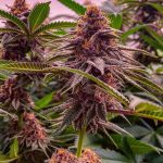 Dark Queen Regular Seeds by Relentless Genetics