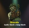 Dracula Feminized Seeds by In House Genetics