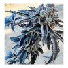 Dipz Exotic Genetix - Feminized Seeds - Image 3