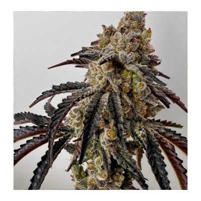 Quikz Feminized Seeds by Exotic Genetix - Image 3