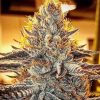 Frosted Cherry Cookies Feminized Seeds by Relentless Genetics