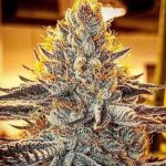Frosted Cherry Cookies Feminized Seeds by Relentless Genetics