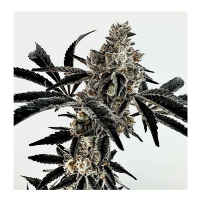 Gary Poppins - Exotic Genetix - Feminized Seeds - Image 2