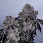 Glue Fire Cookies Regular Seeds by Relentless Genetics