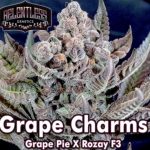 Grape Charms Regular Seeds by Relentless Genetics