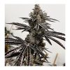 Lusty Lady - Exotic Genetix - Feminized Seeds - Image 2