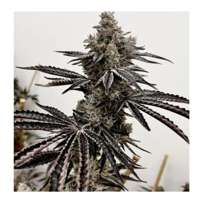 Lusty Lady - Exotic Genetix - Feminized Seeds - Image 2