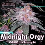 Midnight Orgy Regular Seeds by Relentless Genetics