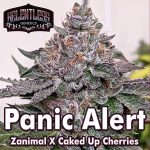 Panic Alert Regular Seeds by Relentless Genetics