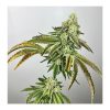 Plasma Gas Feminized Seeds by Exotic Genetix - Image 3
