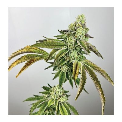 Plasma Gas Feminized Seeds by Exotic Genetix - Image 3