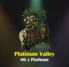 Platinum Valley Feminized Seeds by In House Genetics