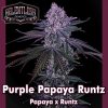 Purple Papaya Runtz Feminized Seeds Relentless Genetics