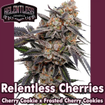 Relentless Cherries Feminized Seeds by Relentless Genetics