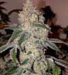 Rotten Nanas Regular Seeds by Relentless Genetics