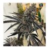 Roxanne - Exotic Genetix - Feminized Seeds - Image 2