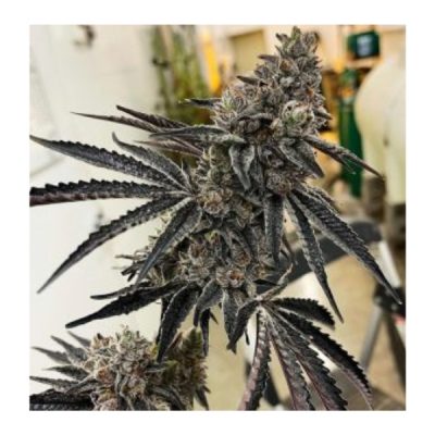 Roxanne - Exotic Genetix - Feminized Seeds - Image 2