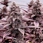 Rozay F4 Regular Seeds by Relentless Genetics