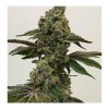 Say Less - Exotic Genetix - Feminized Seeds - Image 3