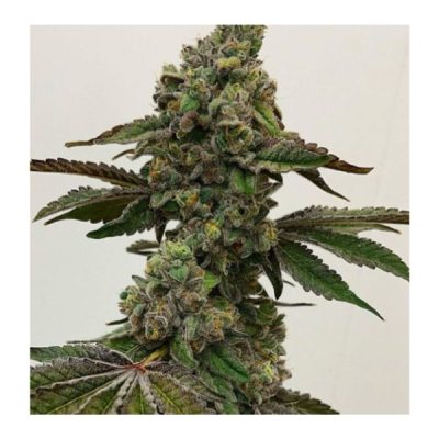 Say Less - Exotic Genetix - Feminized Seeds - Image 3