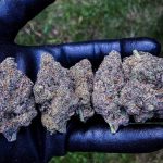 Security Risk Feminized Seeds by Relentless Genetics