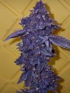 Speechless Feminized seeds by Relentless Genetics