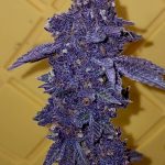 Speechless Feminized seeds by Relentless Genetics
