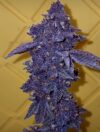 Speechless Feminized seeds by Relentless Genetics