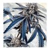 Splitz Feminized Seeds by Exotic Genetix - Image 3