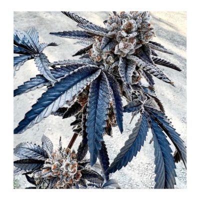 Splitz Feminized Seeds by Exotic Genetix - Image 3