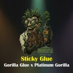 Sticky Glue Feminized Seeds by In House Genetics